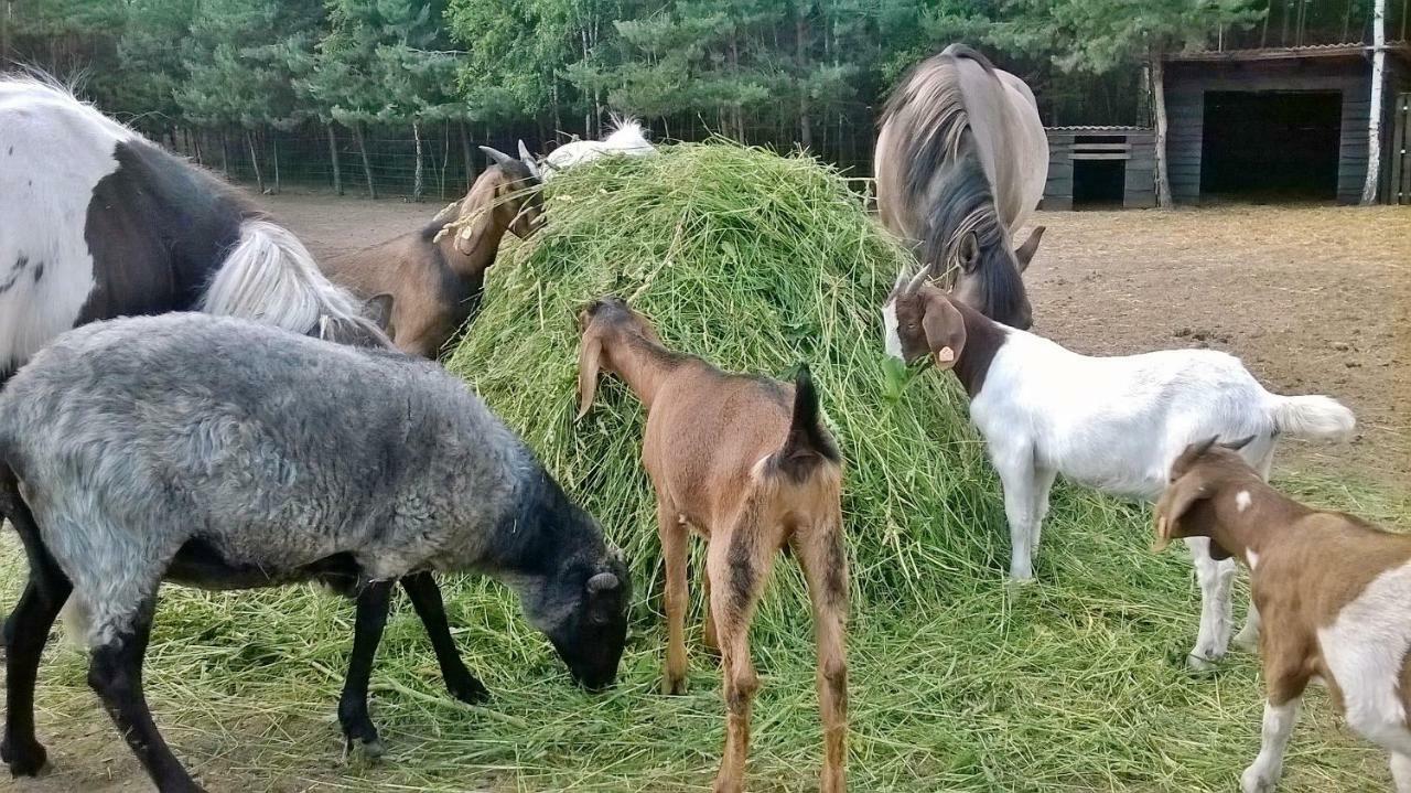 Zagroda Zalipie Gostynin Buitenkant foto