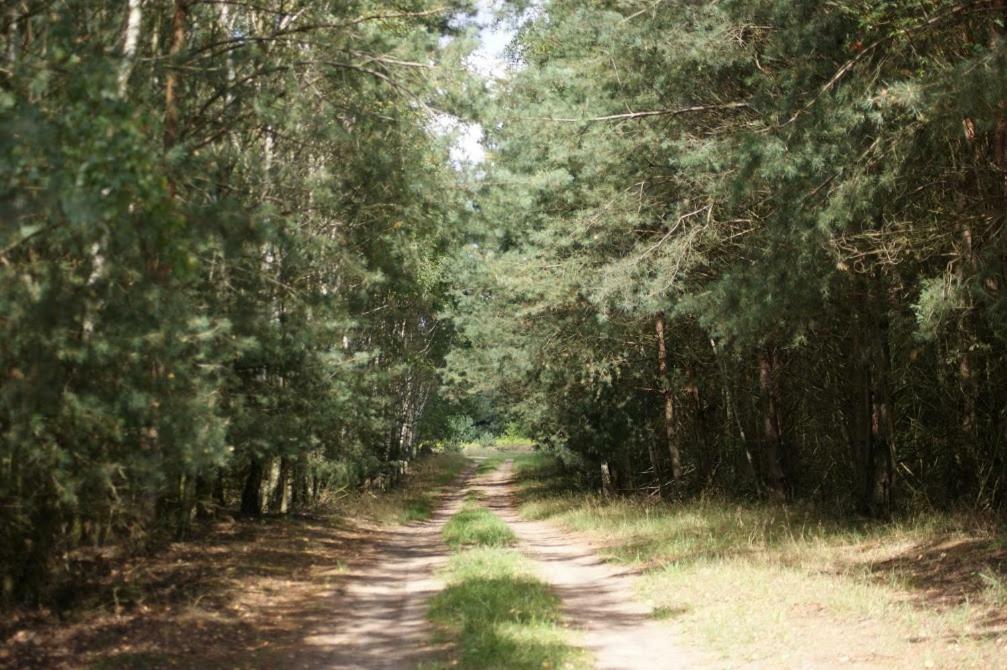 Zagroda Zalipie Gostynin Buitenkant foto